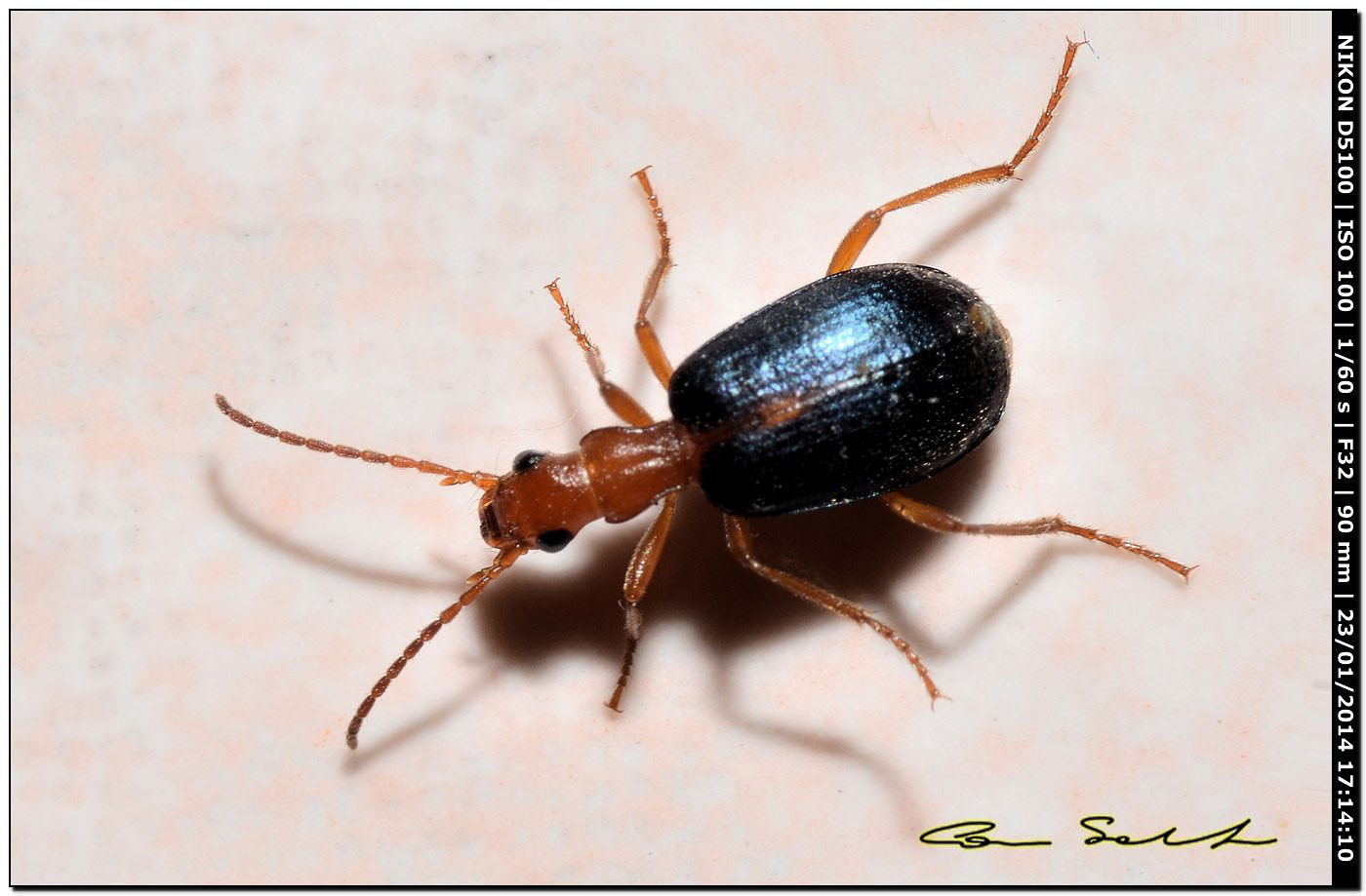 Brachinus sclopeta